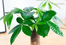 Improve  Your Home's Energy with 6 Best Feng Shui Plants - Feng Shui Mystery